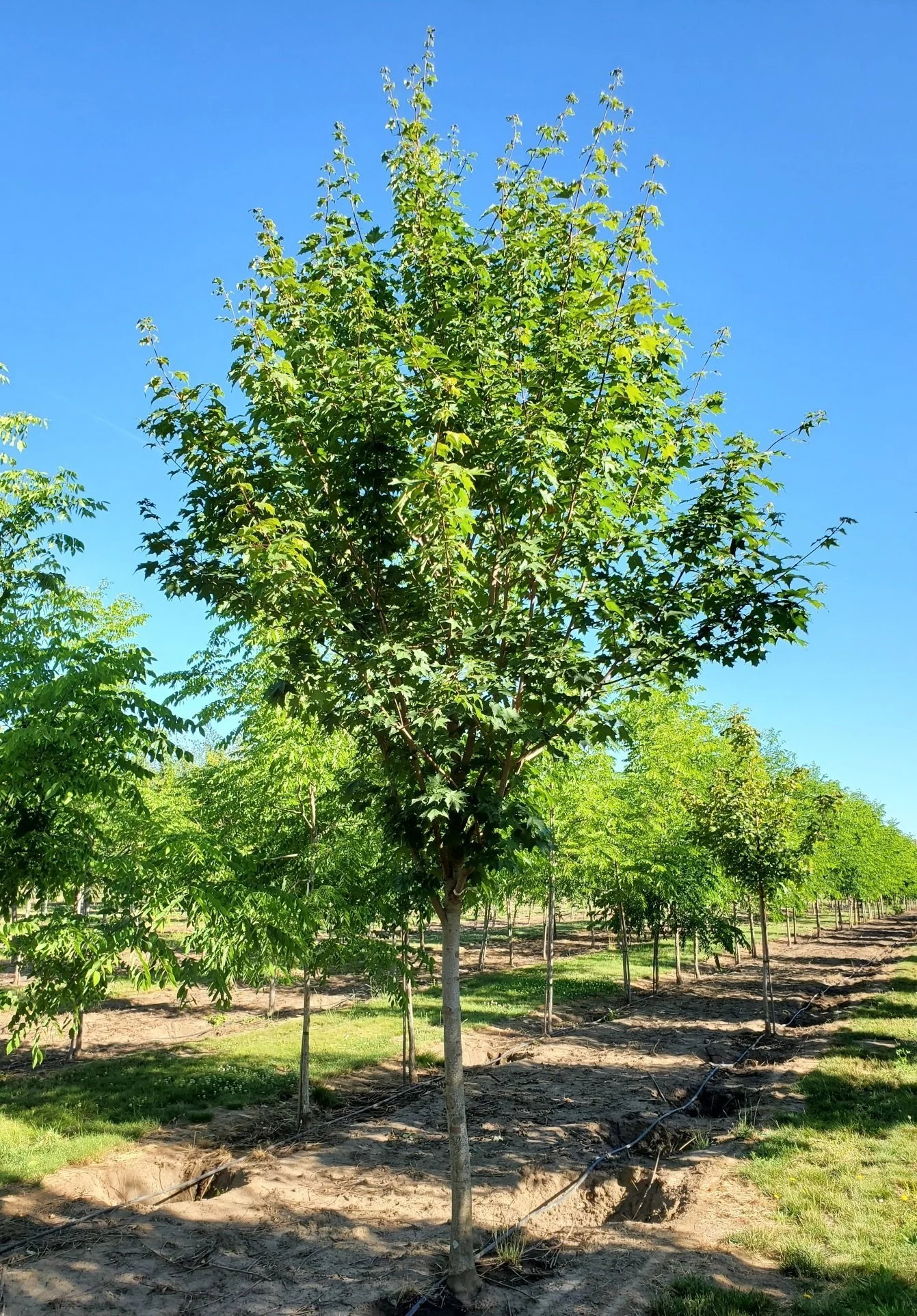 native villageネイティブビレッジShade of a tree 5.98-Gallon Green Shade Tree Village Green Zelkova In Pot